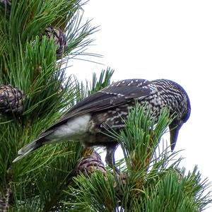 Spotted Nutcracker