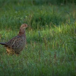 Common Pheasant