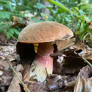 Dotted-stem Bolete