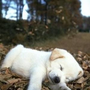 Retriever (Labrador)