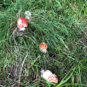 Fly Agaric