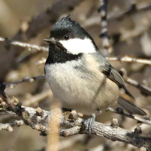 Coal Tit