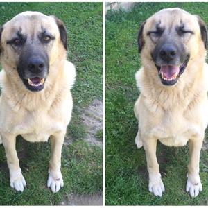 Anatolischer Hirtenhund