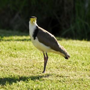 Northern Lapwing