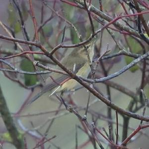 Willow Warbler