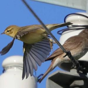 Willow Warbler