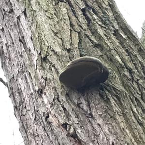 Unknown Species