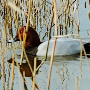 Common Pochard