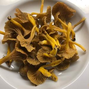 Trumpet Chanterelle