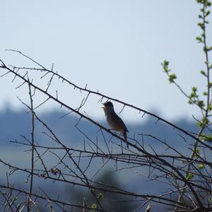 Blackcap