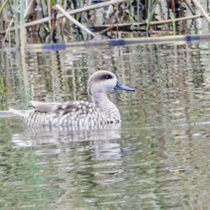 Marbled Teal