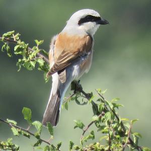 Red-backed Shrike