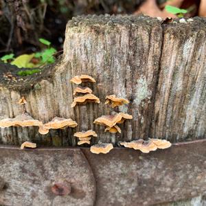 Turkey-tail