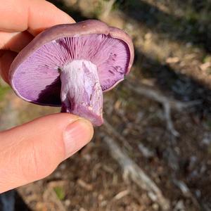 Lepista sordida var. lilacea