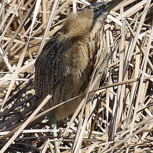 Great Bittern