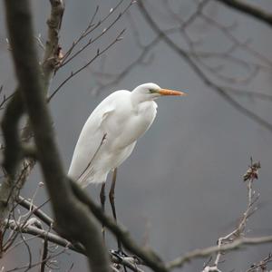 Silberreiher