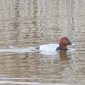 Common Pochard