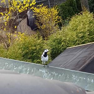 White Wagtail