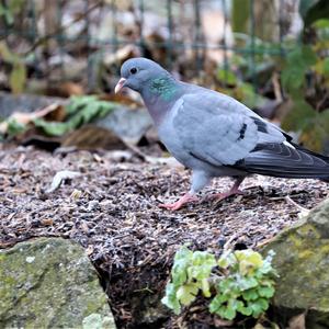 Stock Dove