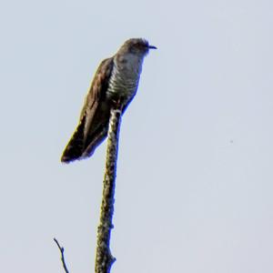 Common Cuckoo