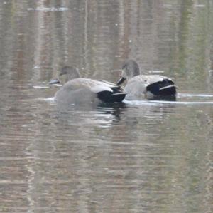 Gadwall