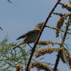 Willow Warbler