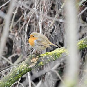 European Robin