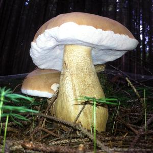 Bitter Bolete