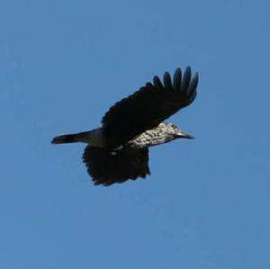 Spotted Nutcracker
