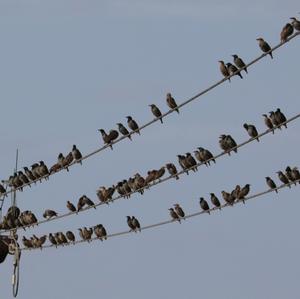 Common Starling