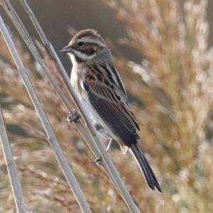 Reed Bunting