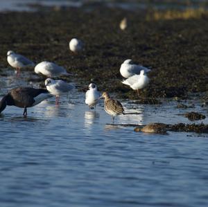Common Redshank