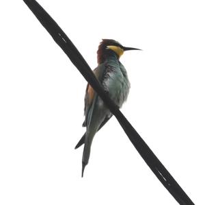 European Bee-eater