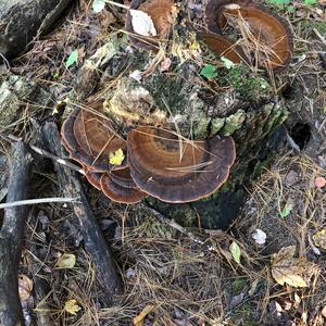 Artist`s Fungus