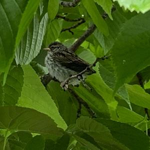 Chipping Sparrow