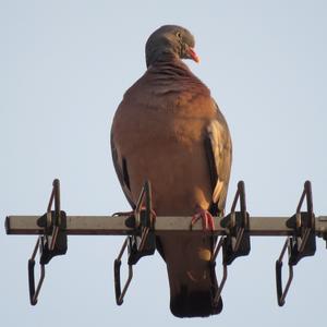 Common Wood-pigeon