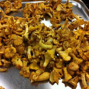 Chanterelle, Common