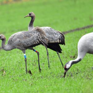 Common Crane