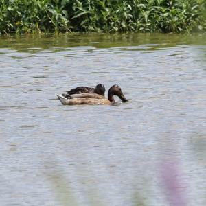 Northern Shoveler
