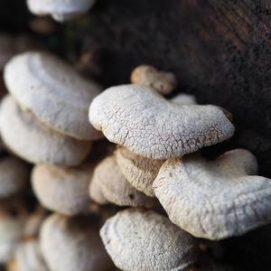 False Oyster