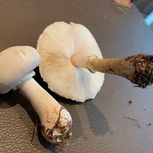 Leucoagaricus holosericeus