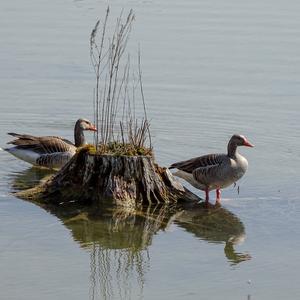 Greylag Goose
