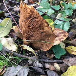 Scaly Lentinus