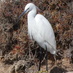 Little Egret