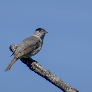 Blackcap
