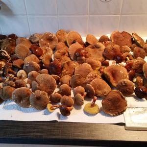 Red-cracked Bolete