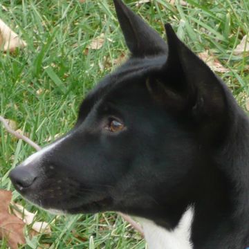 Basenji