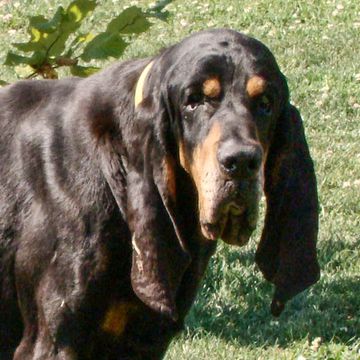 Black and Tan Coonhound