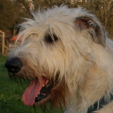 Irish Wolfhound
