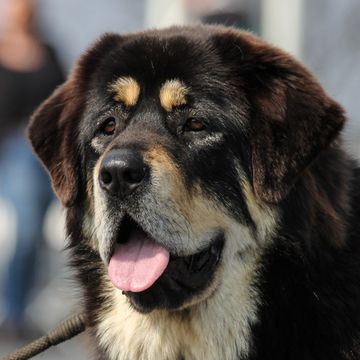 Tibetischer Mastiff